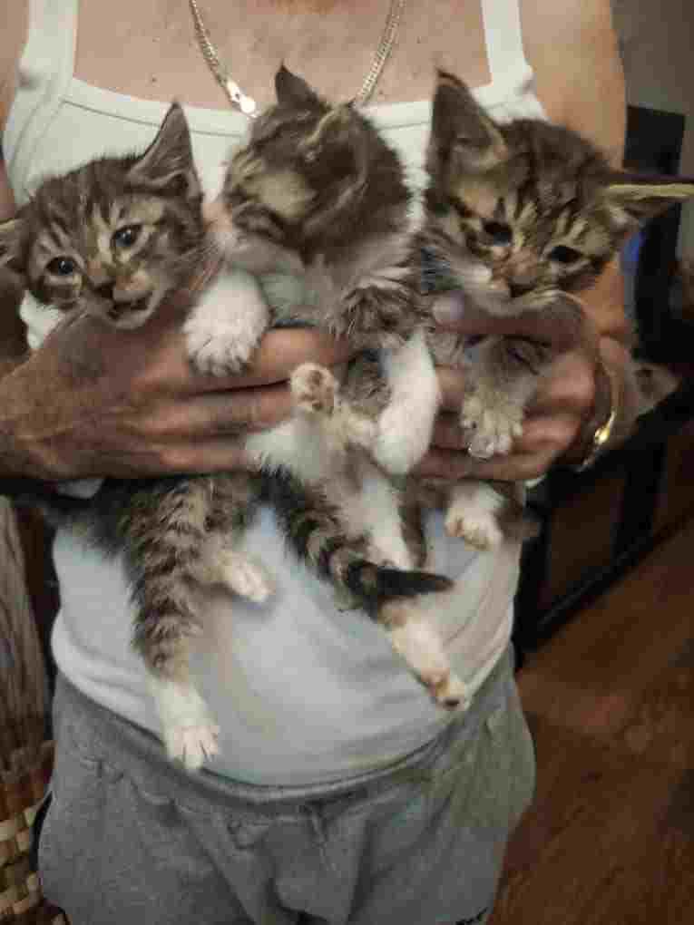 واگذاری رایگان بچه گربه