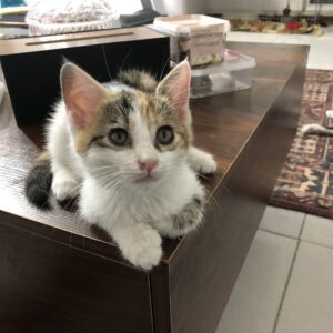 بچه گربه دوماهه قندعسل