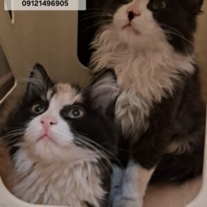 🧿خانم ملکه زیبایی پیشی ها به همراه برادر شاهزاده باوقارشون 🧿