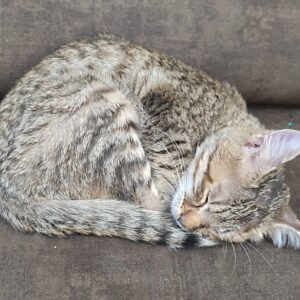 بچه گربه نر دوماهه