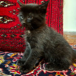 پسر مشکی / دختر طوسی ۱ماهه