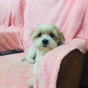 واگذاری رایگان چیکو