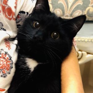 گربه مهربون