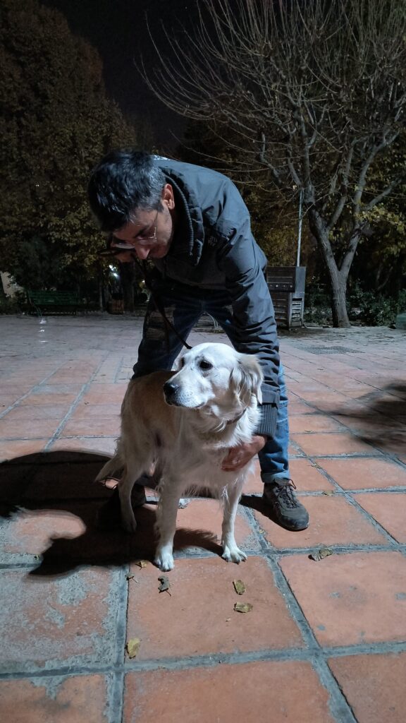 سگ پیدا شده