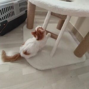 پسر پشمالو دستی ۳ ماه