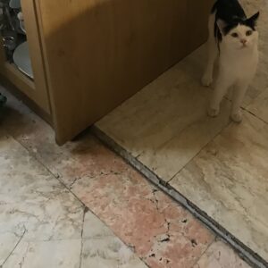 واگذاری گربه dsh بامزه