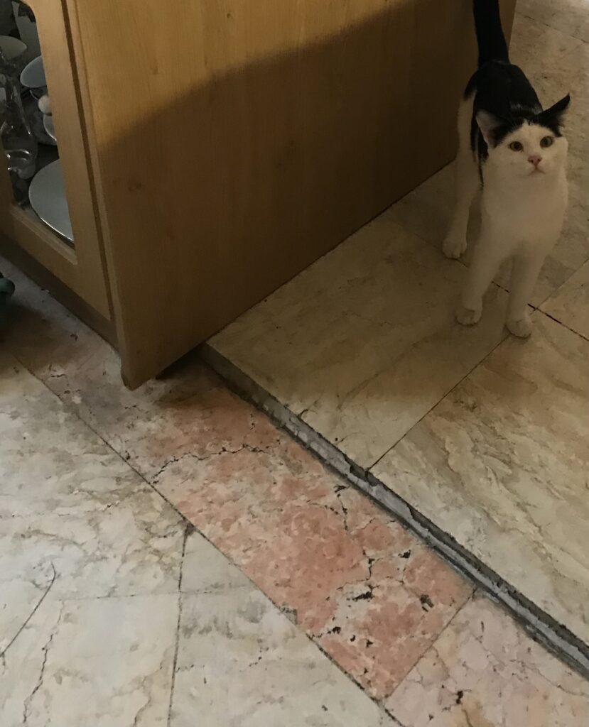 واگذاری گربه dsh بامزه