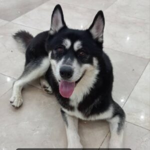 واگذاری هاسکی