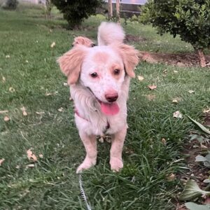 اشپیتز مهربون