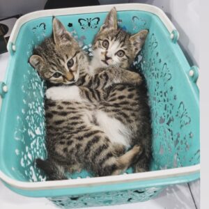 واگذاری رایگان پیشی دوماه نیمه