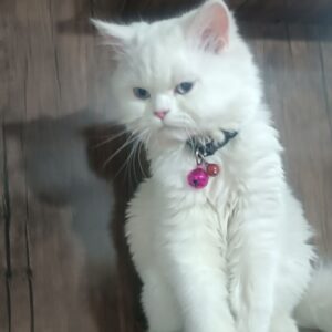 گربه نراسکاتیش