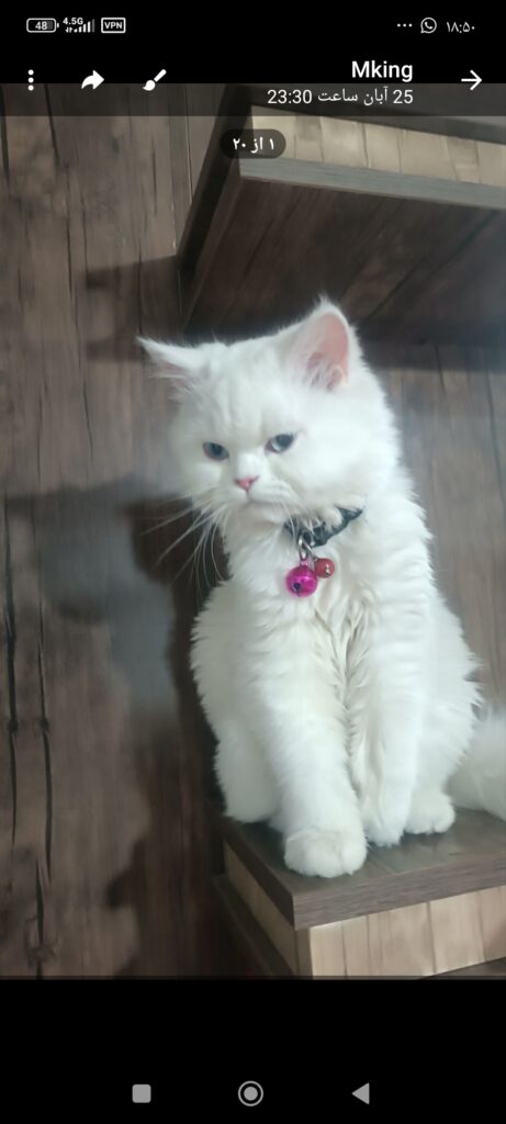 گربه نراسکاتیش