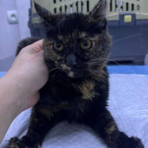 واگذارى بچه گربه