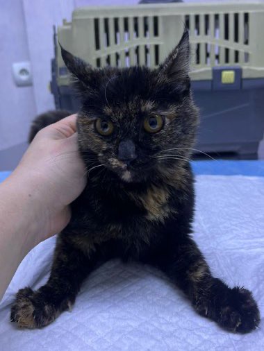 واگذارى بچه گربه