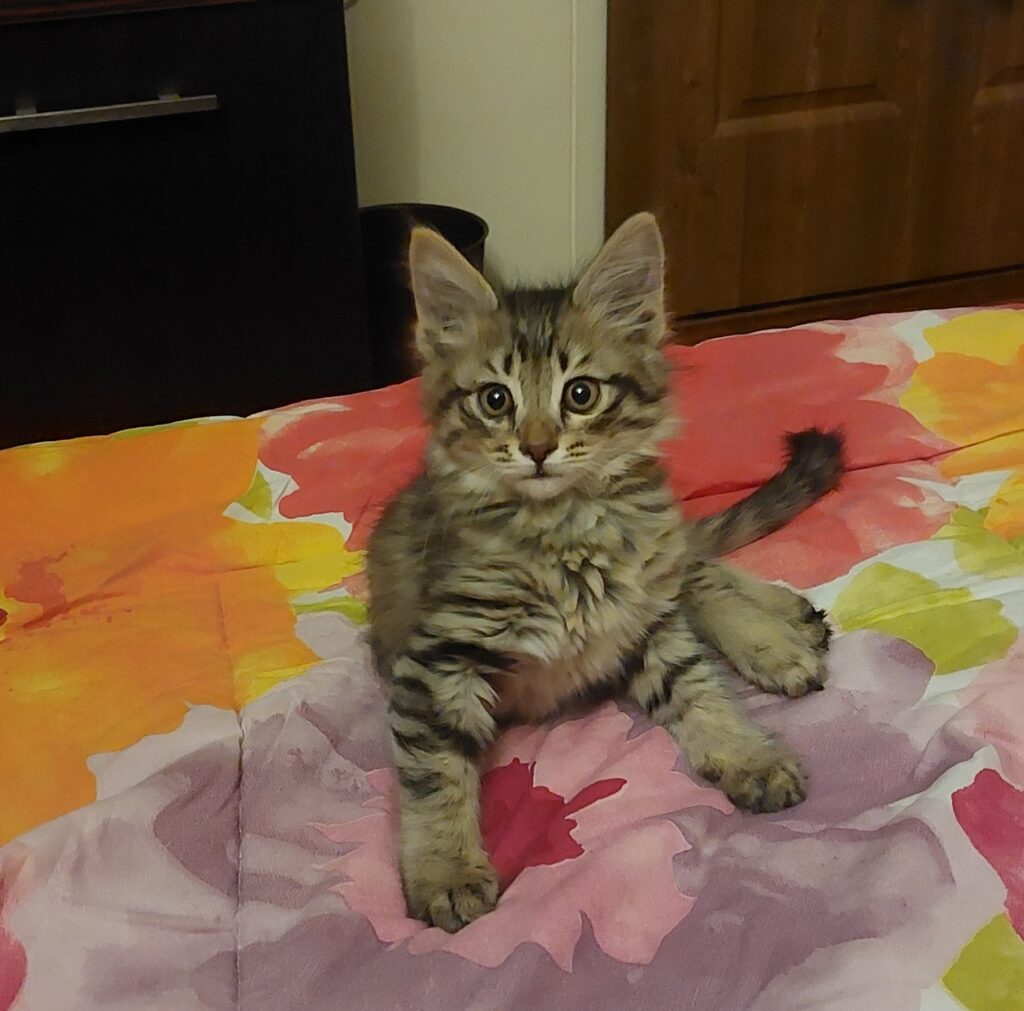 بچه گربه ۲ ماه و نیم