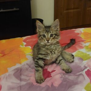 بچه گربه ۲ ماه و نیم