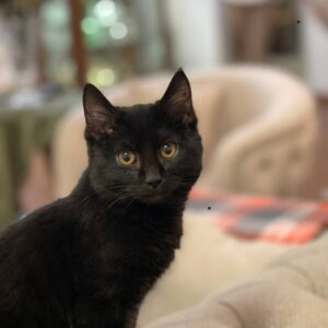 واگذاری رایگان گربه خانگی