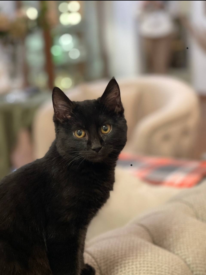 واگذاری رایگان گربه خانگی