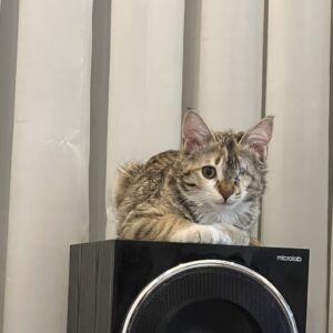 * واگذاری «اَفتوخانُم» – فرشته‌ی کوچولوی یک‌چشمی، دنبال آغوشی امن 🌸