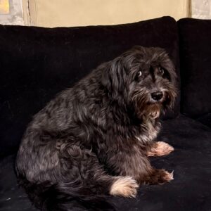 واگذاری سگ تریر