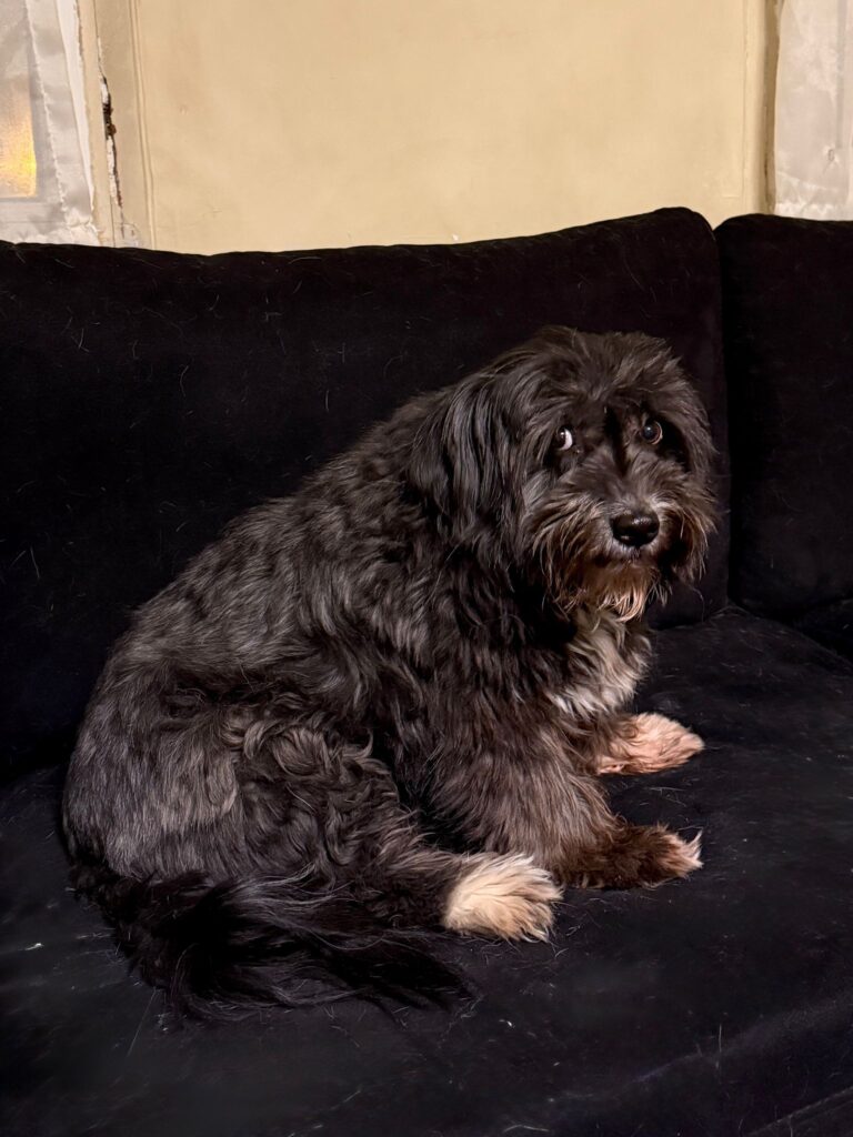 واگذاری سگ تریر