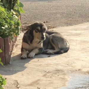 واگذاری رایگان سگ میکس بومی