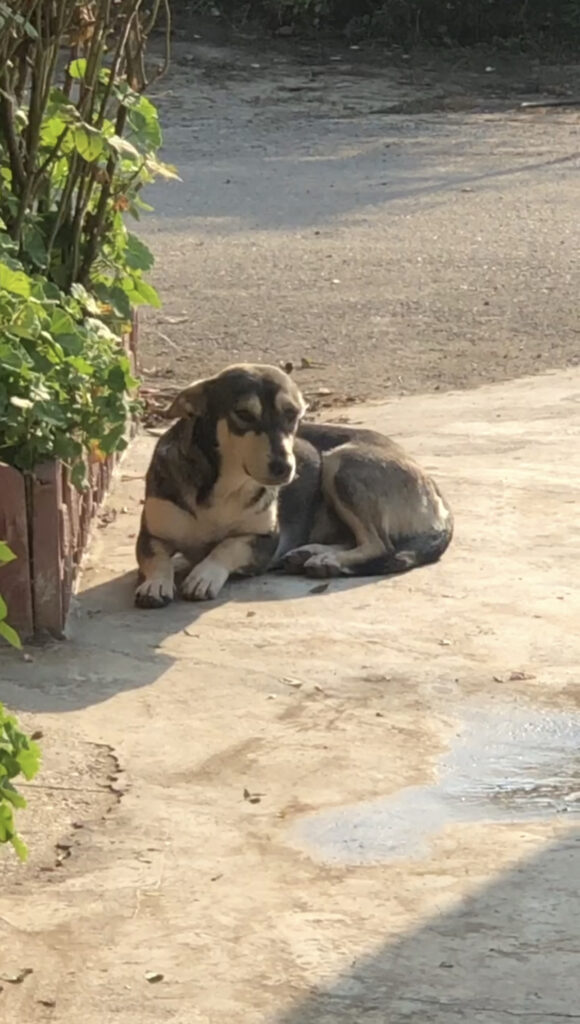 واگذاری رایگان سگ میکس بومی