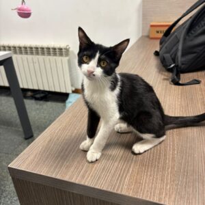 واگذاری یک گربه بازیگوش و بغلی