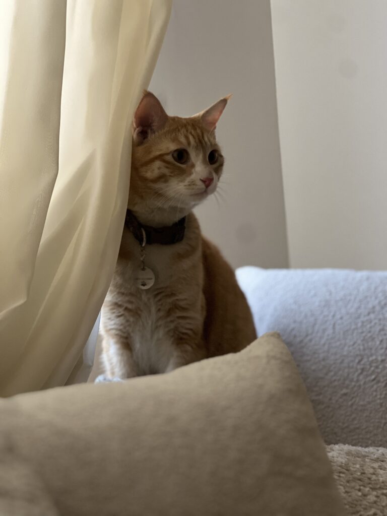 گربه نارنجي با همه وسايل