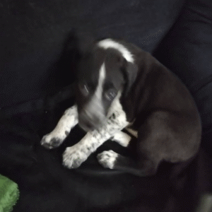 به صورت جفت واگذار میشن