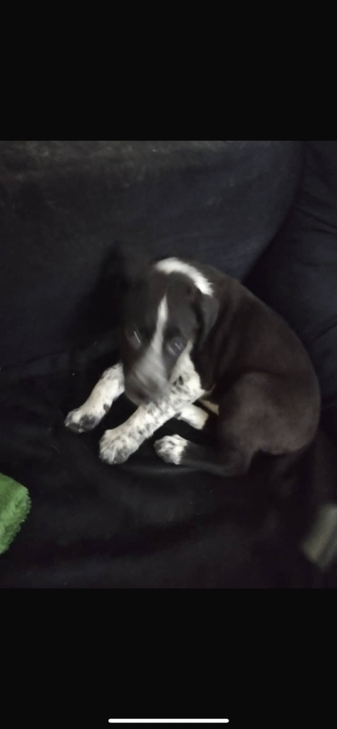 به صورت جفت واگذار میشن