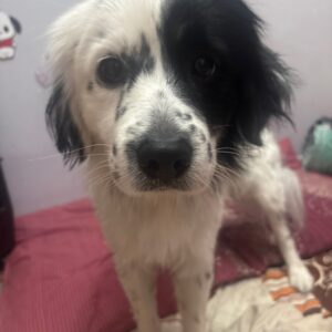 سگ ارام و مهربان