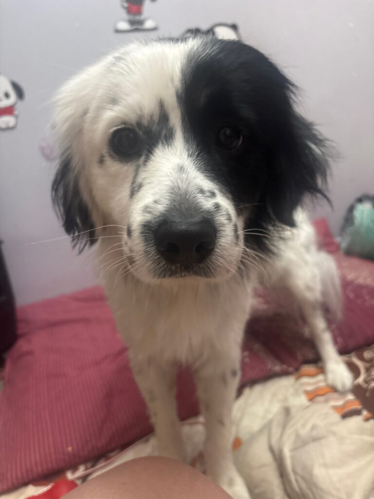 سگ ارام و مهربان