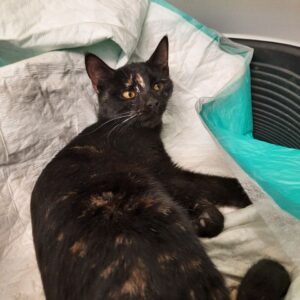 سرپرست موقت یا دائم