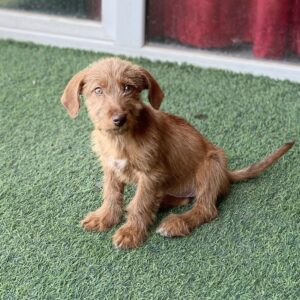 واکذاری فوری توله سگ تریر