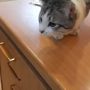 واگذاری گربه ای ملوس و شیرین