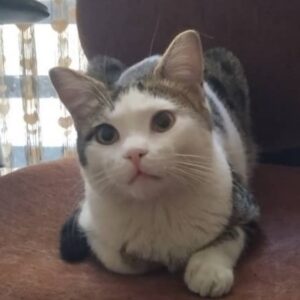 واگذاری رایگان بچه گربه