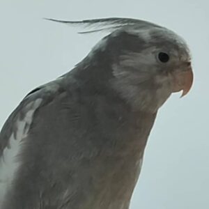 عروس هلندی گمشدع