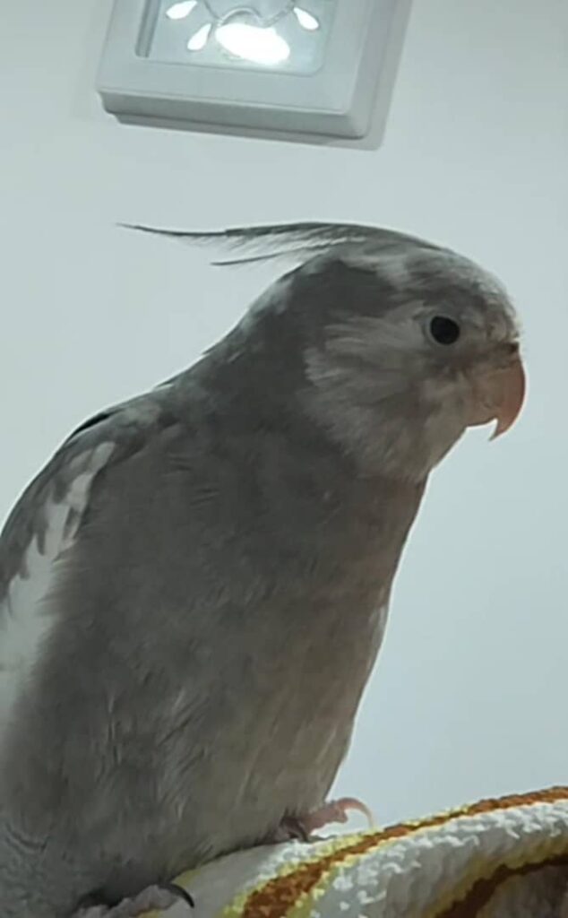 عروس هلندی گمشدع