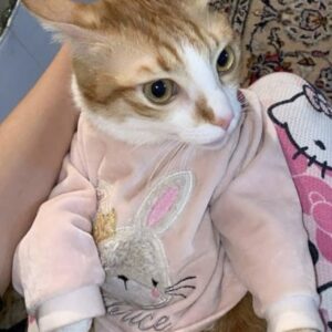 گربه نر واگذاری