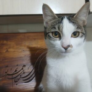 واگذاری بچه گربه ۳-۴ ماهه ماده