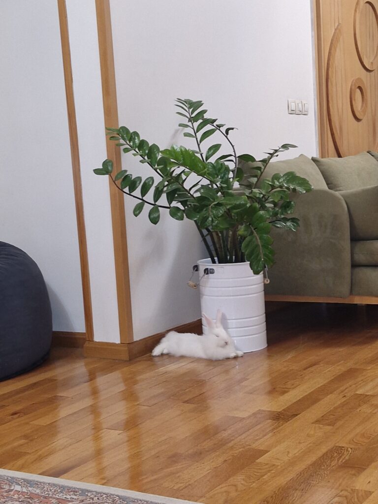 واگذاری خرگوش