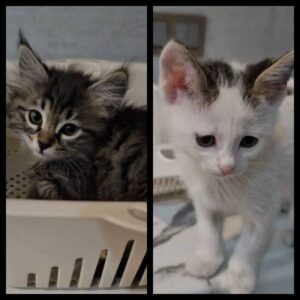 واگذاری پنج بچه گربه خوشگل و بامزه