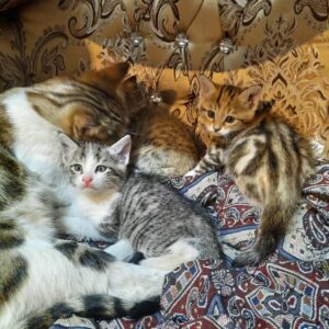 چهار تا بچه گربه