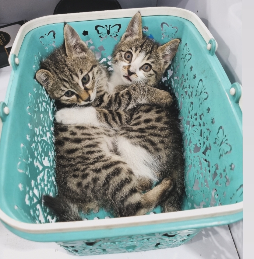 واگذاری گربه