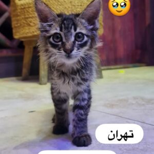 بچه گربه خاص