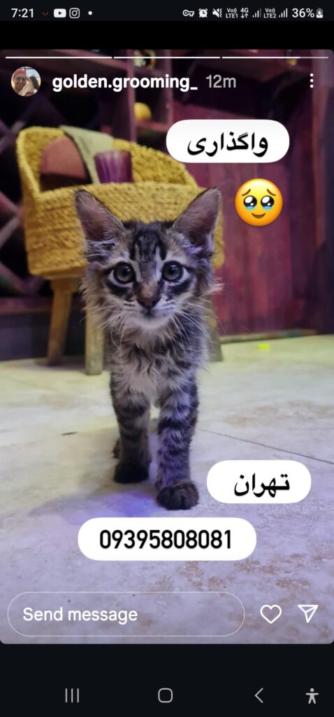 بچه گربه خاص