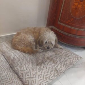 واگذاری 2 عدد سگ شیتزوتریر