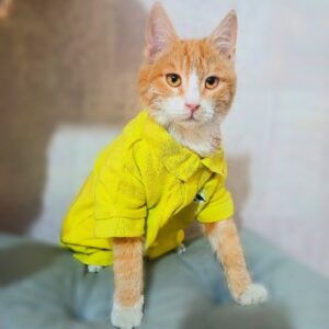 واگذاری گربه نارنجب