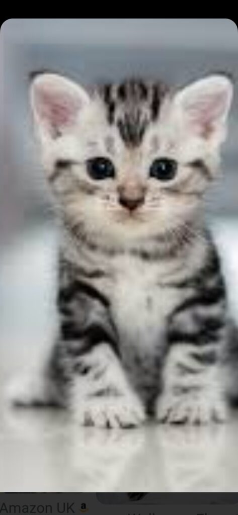 خواهان سرپرستی گربه